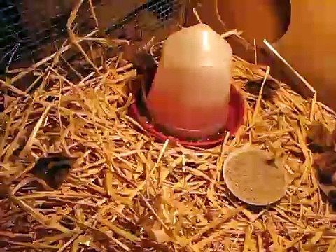 Day Old Japanese Quail Chicks In Brooder