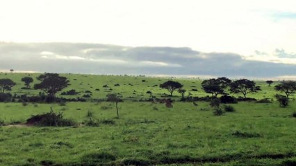 Ils sauvent des lionceaux d'un troupeau de buffles