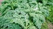 How to Grow Parsley from Seed - Organic Vegetable Gardening
