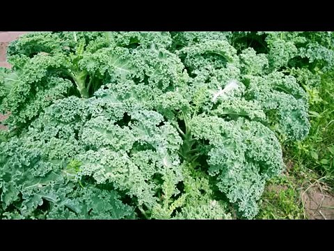 How to Grow Parsley from Seed - Organic Vegetable Gardening