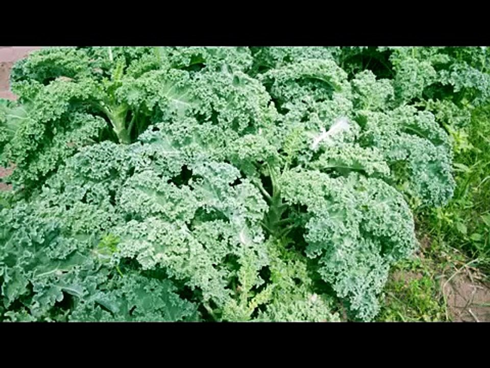 How to Grow Parsley from Seed - Organic Vegetable Gardening
