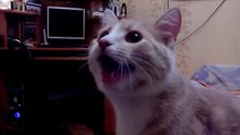Котопёс