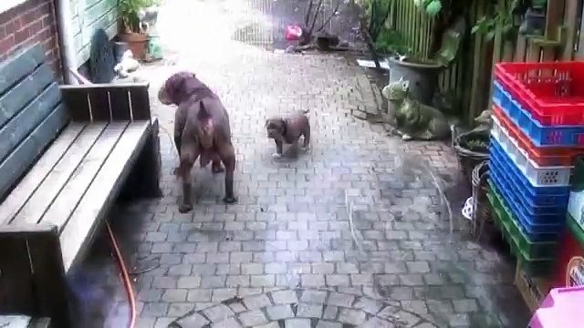 ForeverFriendsBulls Renascence Bulldog pups