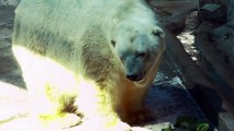 Tribute to Arturo- Polar Bear-