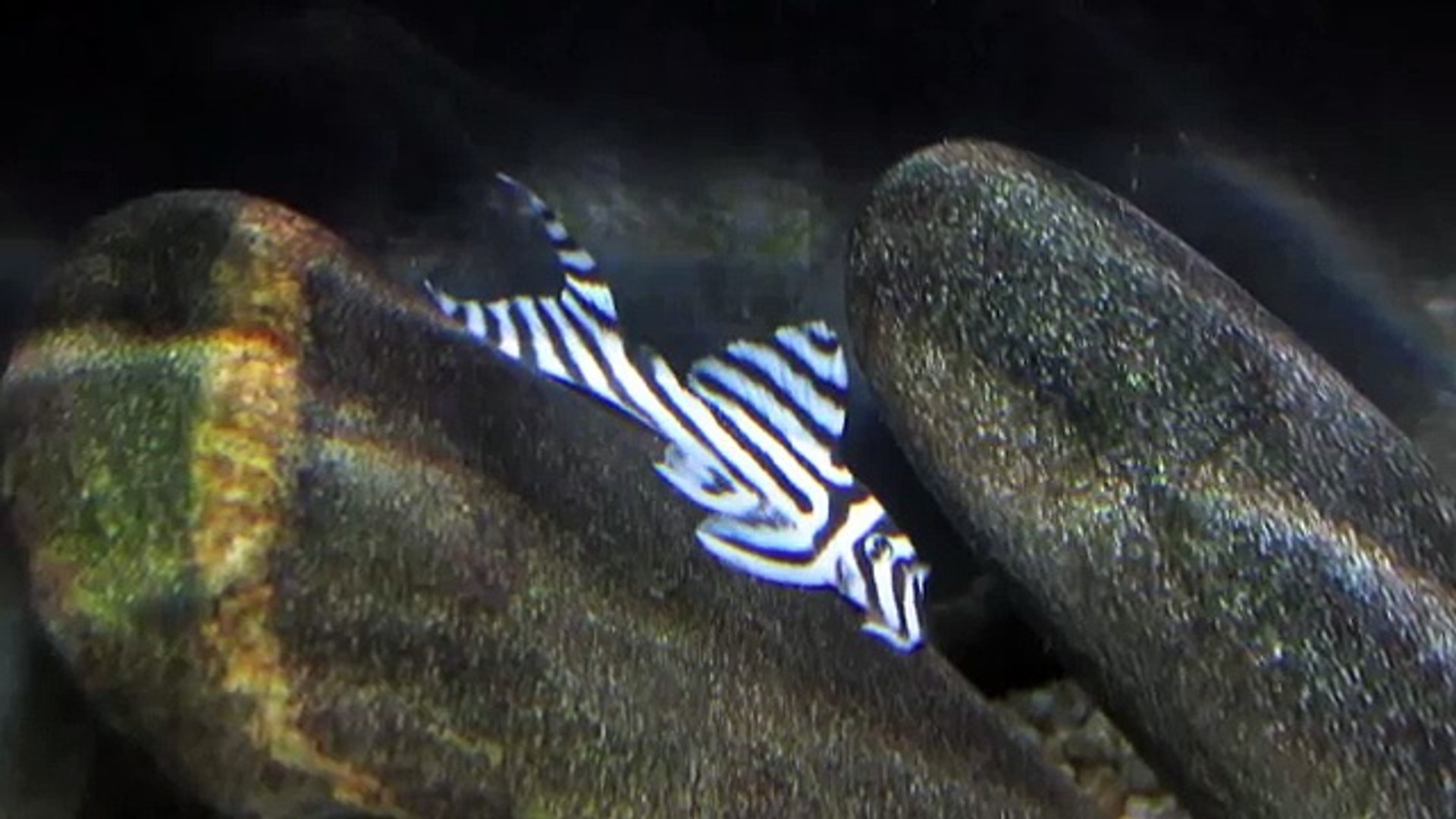 Zebra pleco, Hypancistrus zebra living in Rio Xingu biotope aquarium