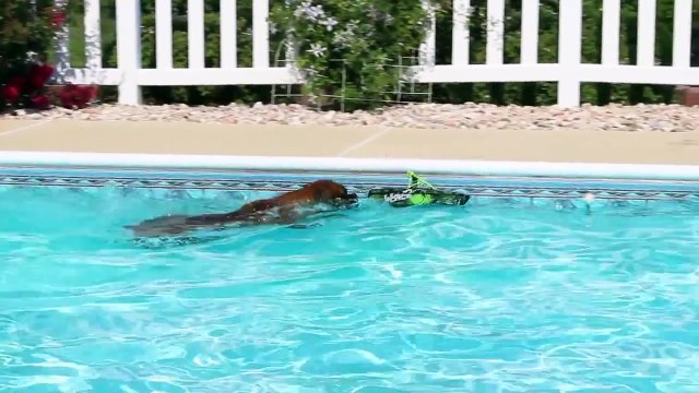 Swimming Boxer ATTACKS RC BOAT!! (Brock the Boxer Dog)