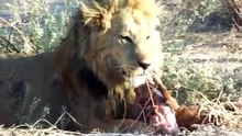 Lion eating impala balls