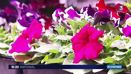 Un label pour protéger les fleurs françaises