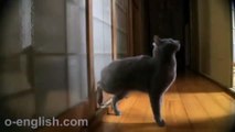 Smart Cat Knocks on Door - Умный кот Cтучится в Дверь !