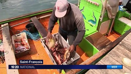 Le poisson lion envahit les fonds marins des Antilles