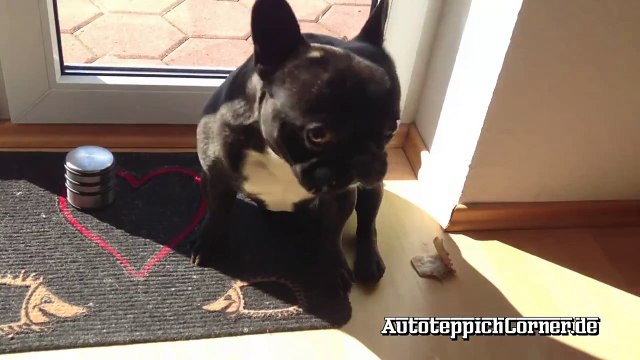 Wachhund-Siggi-bei der Arbeit ;) unsere Französische Bulldogge