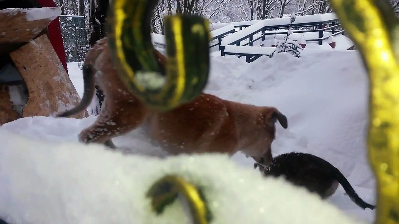 My Dogs Playing in The Snow, Winter of 2014 Buzau, Romania - German Shepherd Playing In Snow