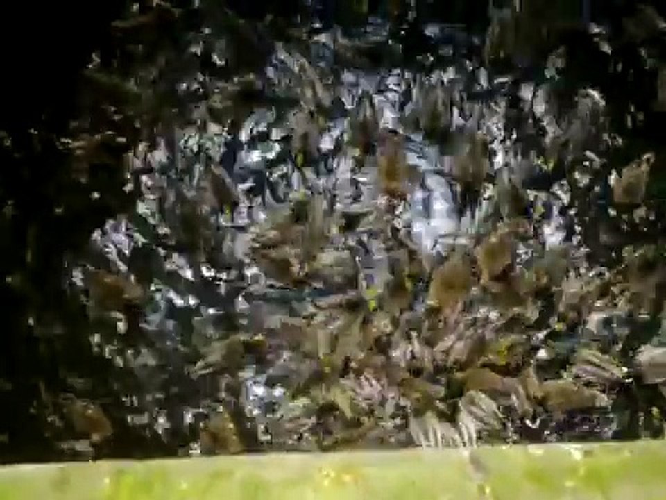 Enten-Geschnatter