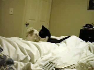 Cat Fight | two cats fighting