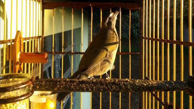 Trinca ferro Piu Boi corrichando pra esquentar os Trincas !!!