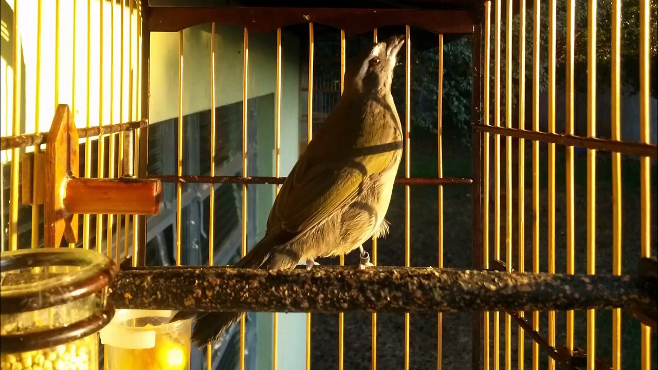 Trinca ferro Piu Boi corrichando pra esquentar os Trincas !!!