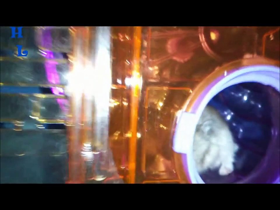 Hamsters Rusos