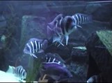 Aquarium Becken Teil 1