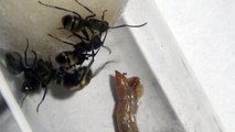 Polyrhachis dives