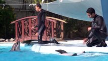 Impact du tourisme sur les dauphins - The Changing Oceans [FR]