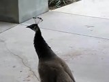 Unusual Peahen Call