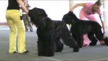 Black  Russian  terrier