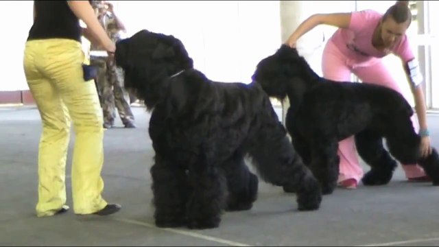 Black Russian terrier