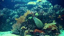 Relax Music & Aquarium - Coral Reef (Sharks and Moray) - HDTV