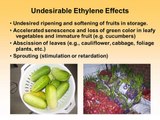 Ethylene and fruit ripening