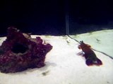 Peacock Mantis Shrimp eating ghost shrimp