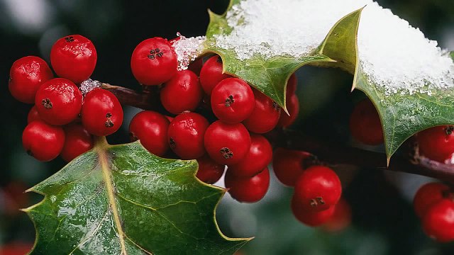 Gheorghe Zamfir** Birds of Winter**