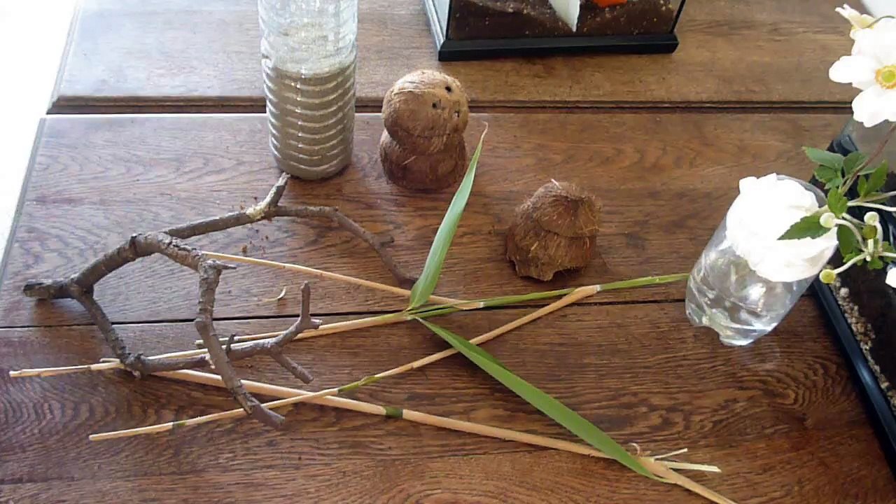 aménagement d'un terrarium pour mante