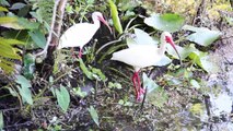 Baby Alligator & White Ibis Birds sharing same pond