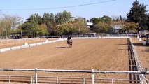 27.11.10 FEI World Dressage Challenge - ISRAEL - Preliminary