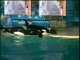 Kasatka the Orca Attacks Trainer Kenneth Peters (2006)
