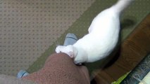 足にまとわりついて甘える白猫ユキ♪ White cat Yuki is a wheedling child