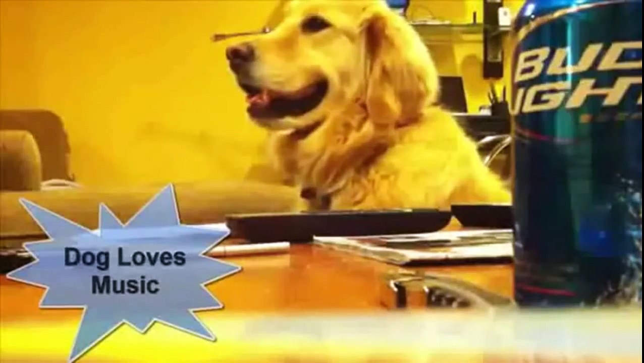 Die lustigsten Tiere der Welt.