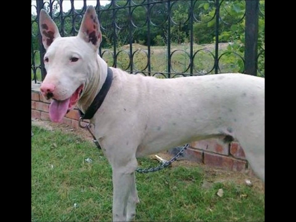 The Gull Terr Dog - Info And Guide To Protection