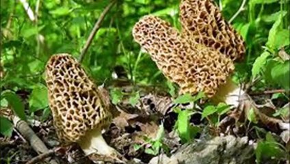 Kuzu Göbeği Mantarı Altın Değerinde