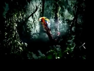 TV-Spot von Rettet den Regenwald e.V.