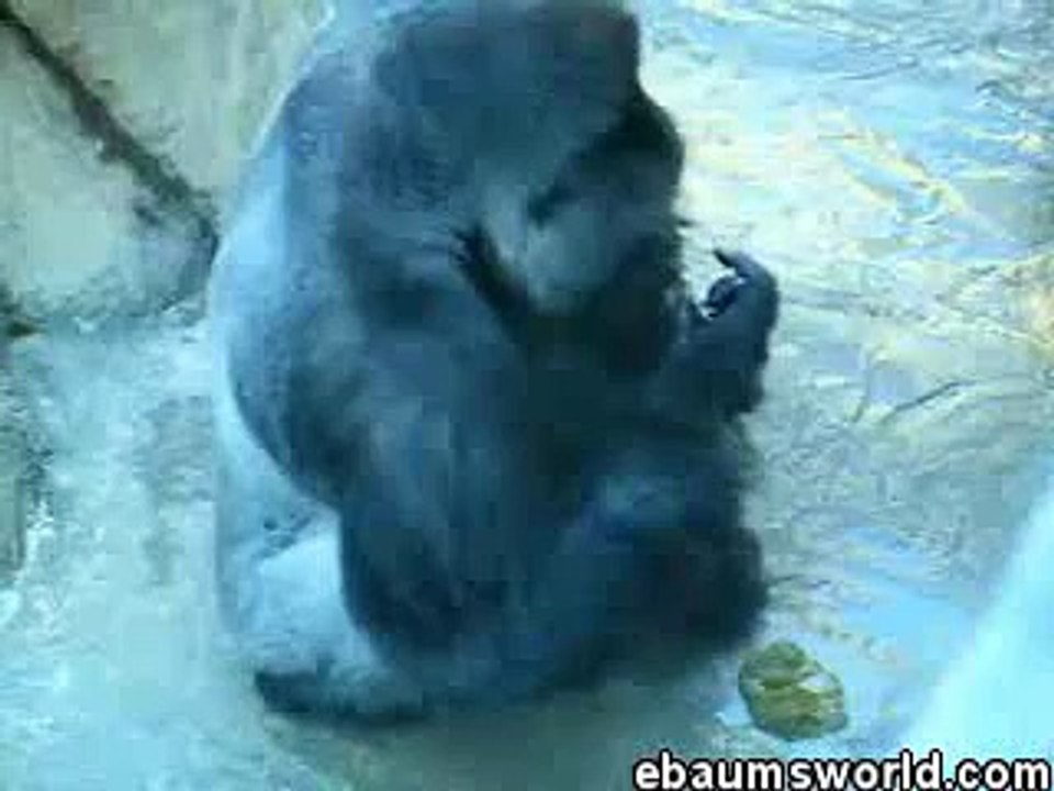 Gorilla eats own poo then pukes it out then eats it again!