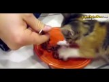 Yemeğini Yerken Fazla Atarlı Olan Yavru Kedi
