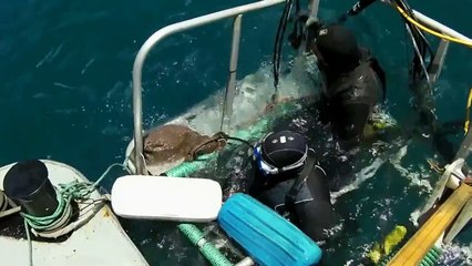 Abenteuer unter Wasser: Käfigtauchen vor Guadalupe, Mexiko 🦈