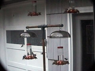 2009 Rufous Hummingbird Migration at Waldport, OR