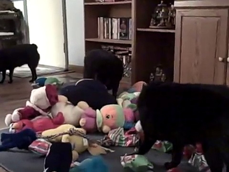 COTTON SCHIPPERKE'S CHRISTMAS EVE DEC 24 2010 - VID00001.AVI