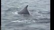 Humpback Whales feeding off West Cork