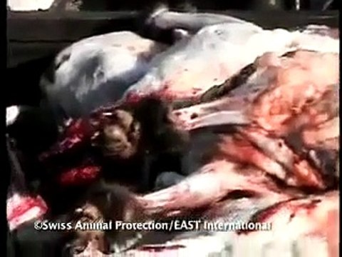 Swiss animal protection East International Mark Rissi (Kill animals)