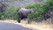 Elephants   at Kruger National Park