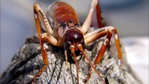 5 Biggest Insects in the World