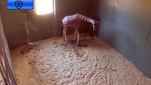 Mom Giraffe Gives Birth a Lovely Baby at Australia Zoo 11.8.2014